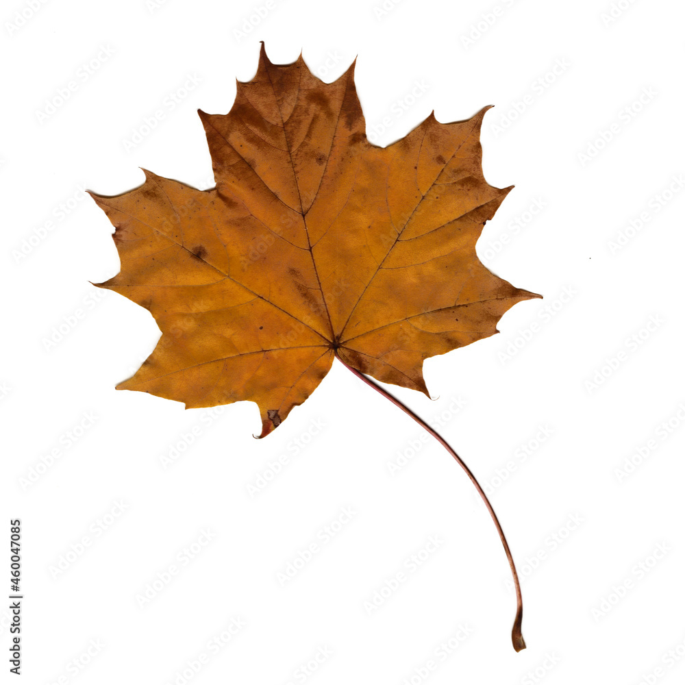 Scan of maple leaf. Texture, streaks and puffiness are visible. Scan of maple leaf. Texture, streaks and puffiness are visible.