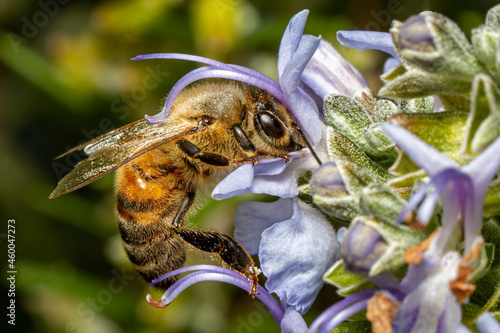 Bee on Rosemary Flower