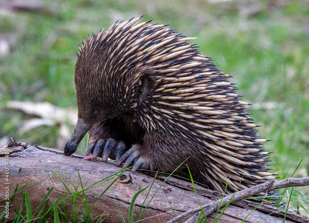 Short-beaked Echidna feeding from insects in crack in fallen log Stock ...
