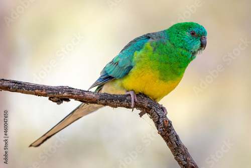 Male Red-rumped Parrot (Psephotus haematonotus)