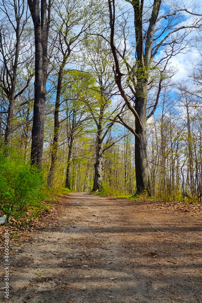 View of the trail in the forest in early spring.