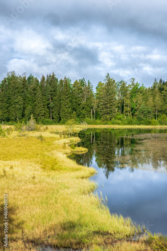 Coniferous forest by a lake and a bog