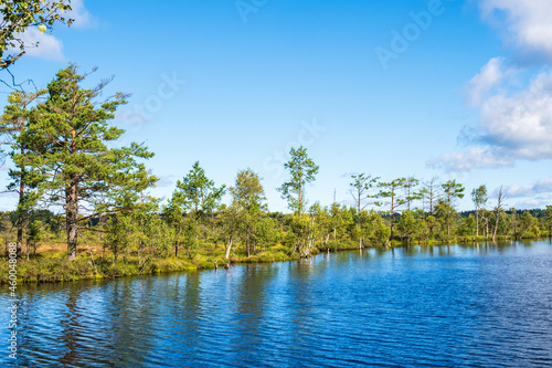 Forest lake on a bog in the wilderness