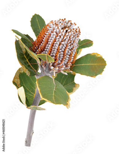 Banksia. Protea flower isolated on white background photo