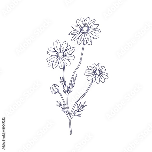 Outlined Chamomile flower branch. Vintage botanical drawing of wild field camomile. Sketch of floral plant with blossomed buds. Detailed hand-drawn vector illustration isolated on white background