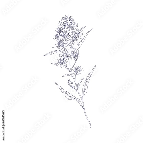 Outlined goldenrod, wild field flower. Botanical vintage drawing of medical floral plant. Herb of Solidago nemoralis. Detailed sketch of wildflower. Vector illustration isolated on white background photo