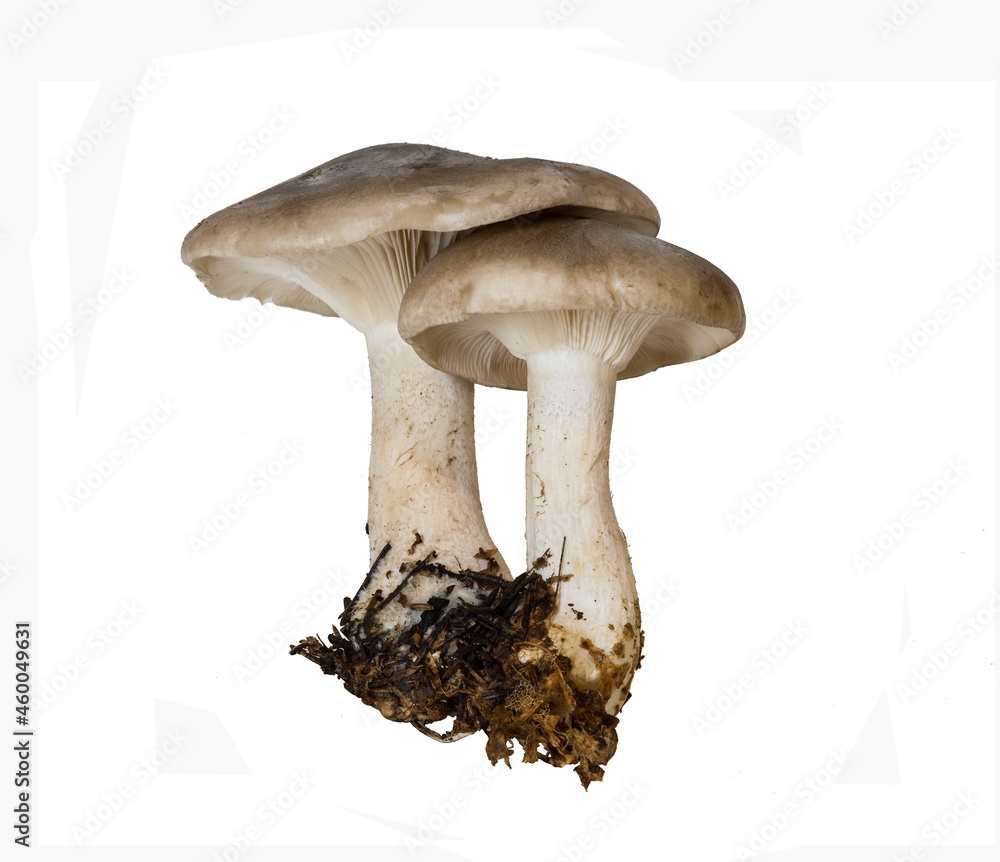 Two mushrooms ryadovka gray or govorushka dymchatayaon a white background isolated Two mushrooms ryadovka gray or govorushka dymchatayaon a white background isolated