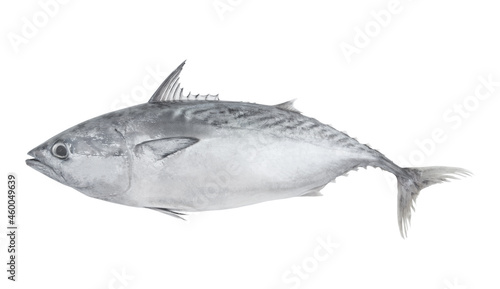 Whole tuna isolated on white background