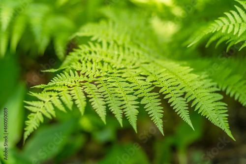 beautiful spring fern