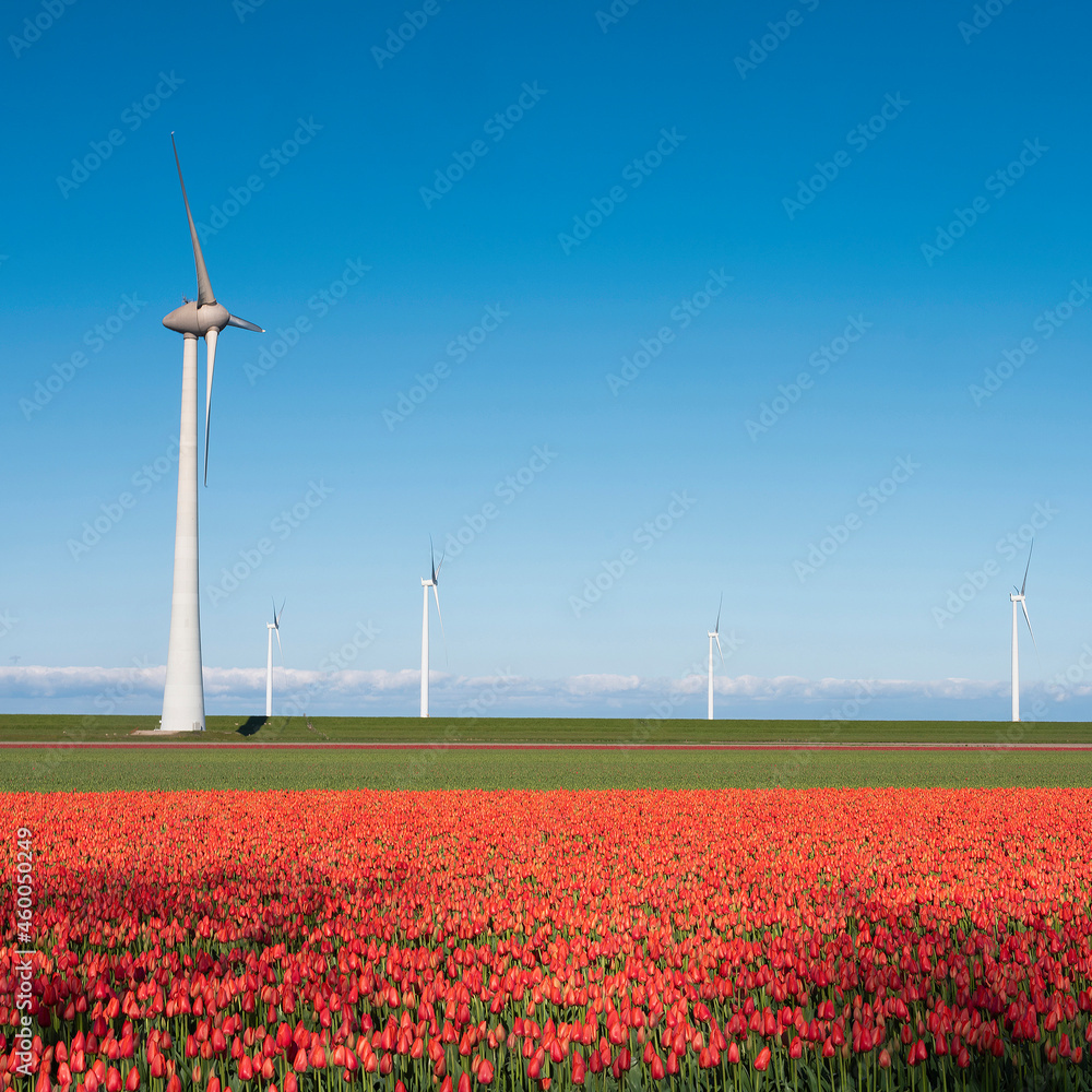 red tulip field and wind turbines under blue sky in the netherlands red tulip field and wind turbines under blue sky in the netherlands