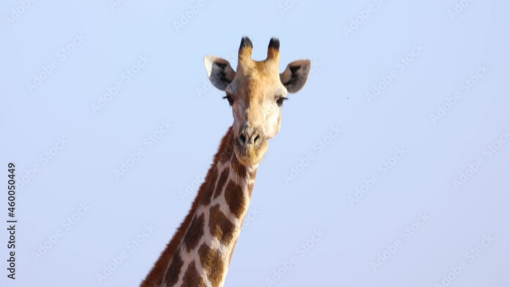 Beautiful wild adult giraffe looking at camera in African national park, closeup Beautiful wild adult giraffe looking at camera in African national park, closeup