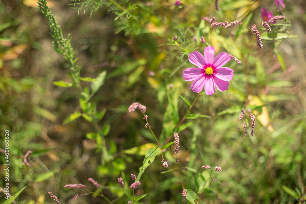 雑草の中で咲くピンクコスモス
