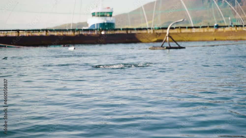 Feed pellets being distributed in marine pen to jumping salmon in aquafarm