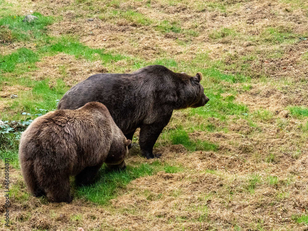 Fototapeta premium Bär