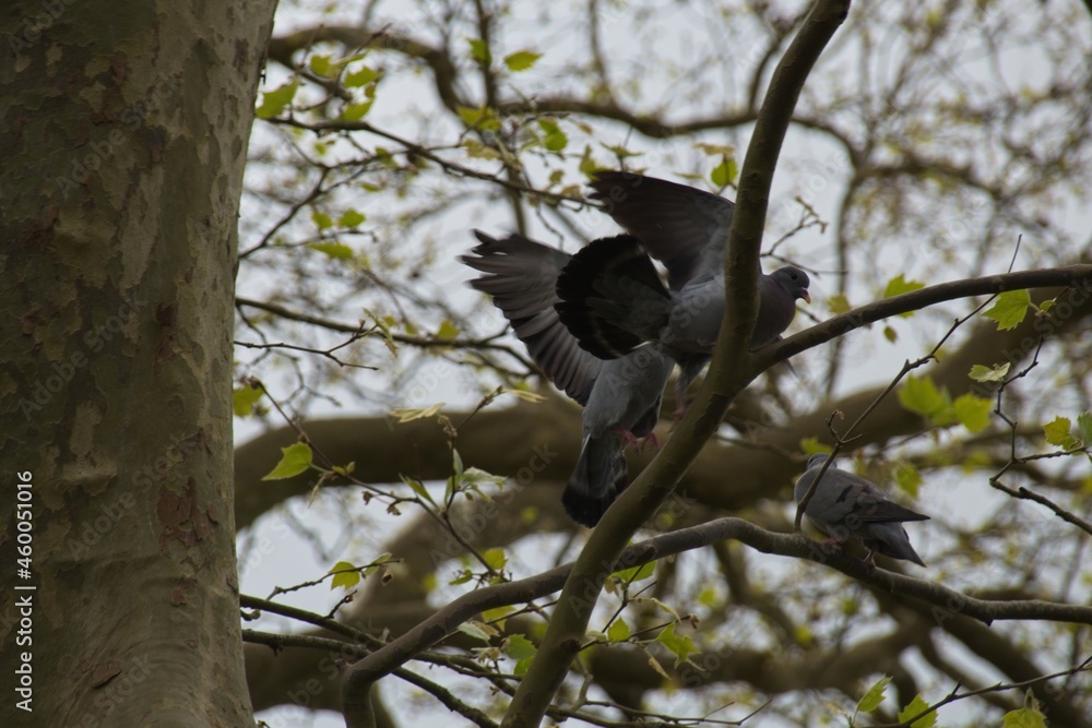 bird on a tree bird on a tree