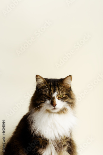 Adorable domestic cat on the beige background. Space for your text. photo