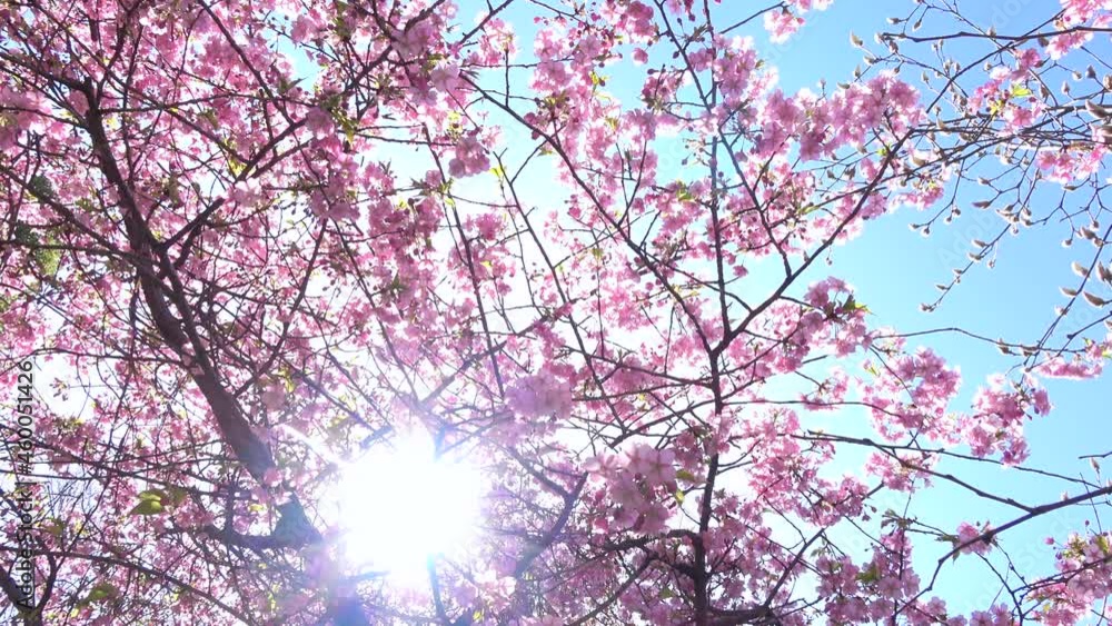 青空に揺れる満開の河津桜とフレア  ティルト 4K  2021年3月3日広島市縮景園にて撮影