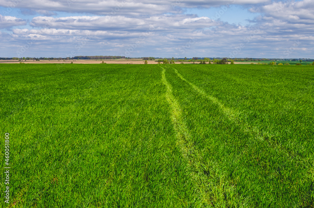 Tractor wheel tracks on a wheat field. Winter wheat in early spring Tractor wheel tracks on a wheat field. Winter wheat in early spring