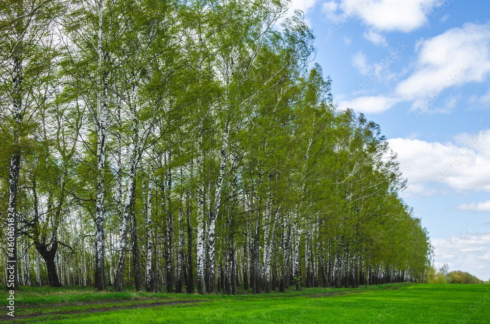 Obraz premium Forest strip next to a field of green young wheat in early spring