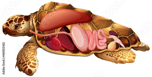Internal anatomy of turtle with organs