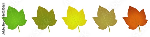 Feuilles de différentes couleurs en vecteur sur fond blanc