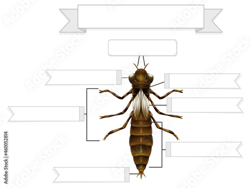 External Anatomy of  a nymph of a dragonfly worksheet