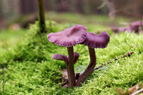 Amethyst deceiver - edible mushroom photo