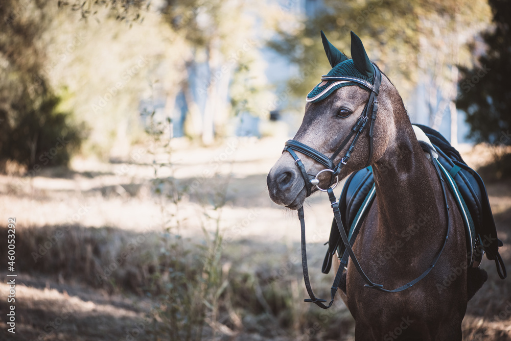 Obraz premium Reitpferd / Reitpony