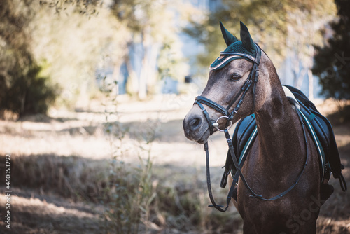 Reitpferd / Reitpony