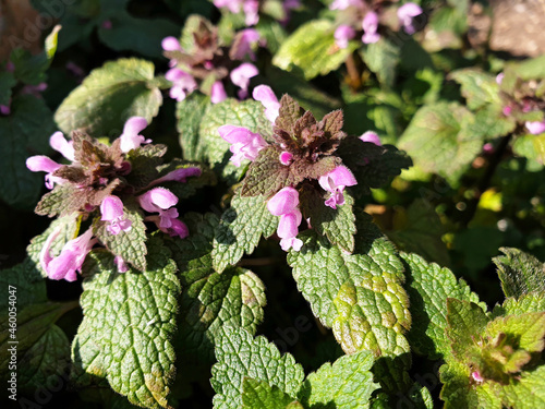 Pink flowers of Lamium nigrigenis or Lamium purpureum bloom in a meadow on a sunny day. photo