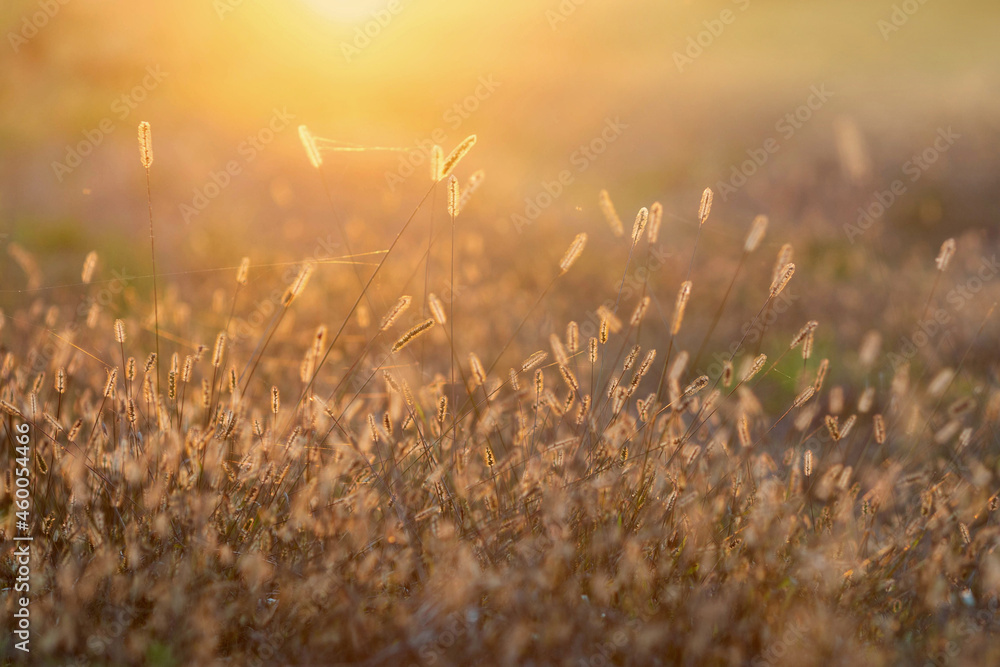 Autumnal meadow during sunset