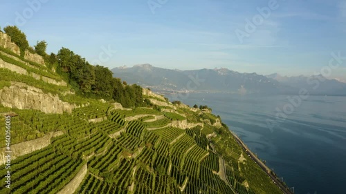 Narrow Rows Of Vineyard Growing On Mountain Hill Near Rivaz Village And Lake Geneva In Lavaux, Switzerland. - aerial, reveal
