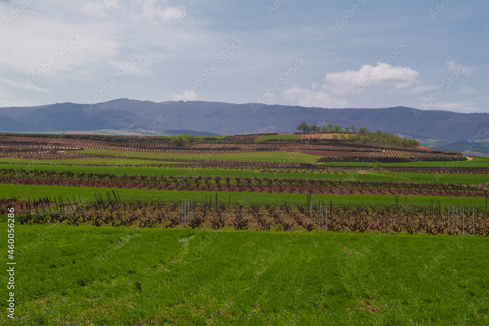 Paisaje de viñedos en invierno de La Rioja Alta.