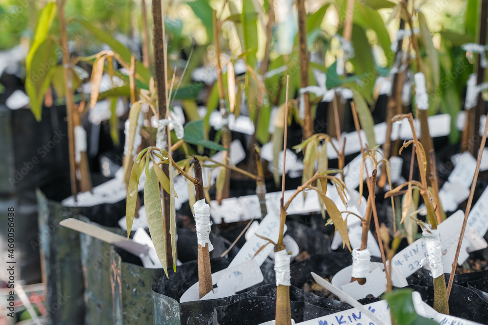 Obraz premium Close up shot of young baby durian tree with tagging of variety in nursery.