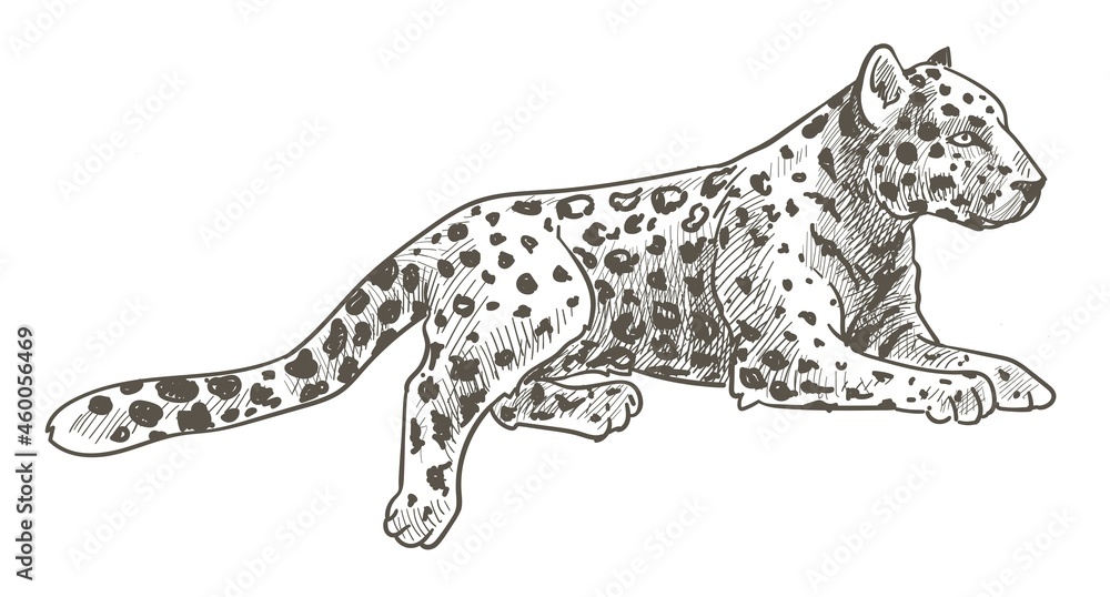 Obraz premium Leopard animal laying, calm cheetah with tail