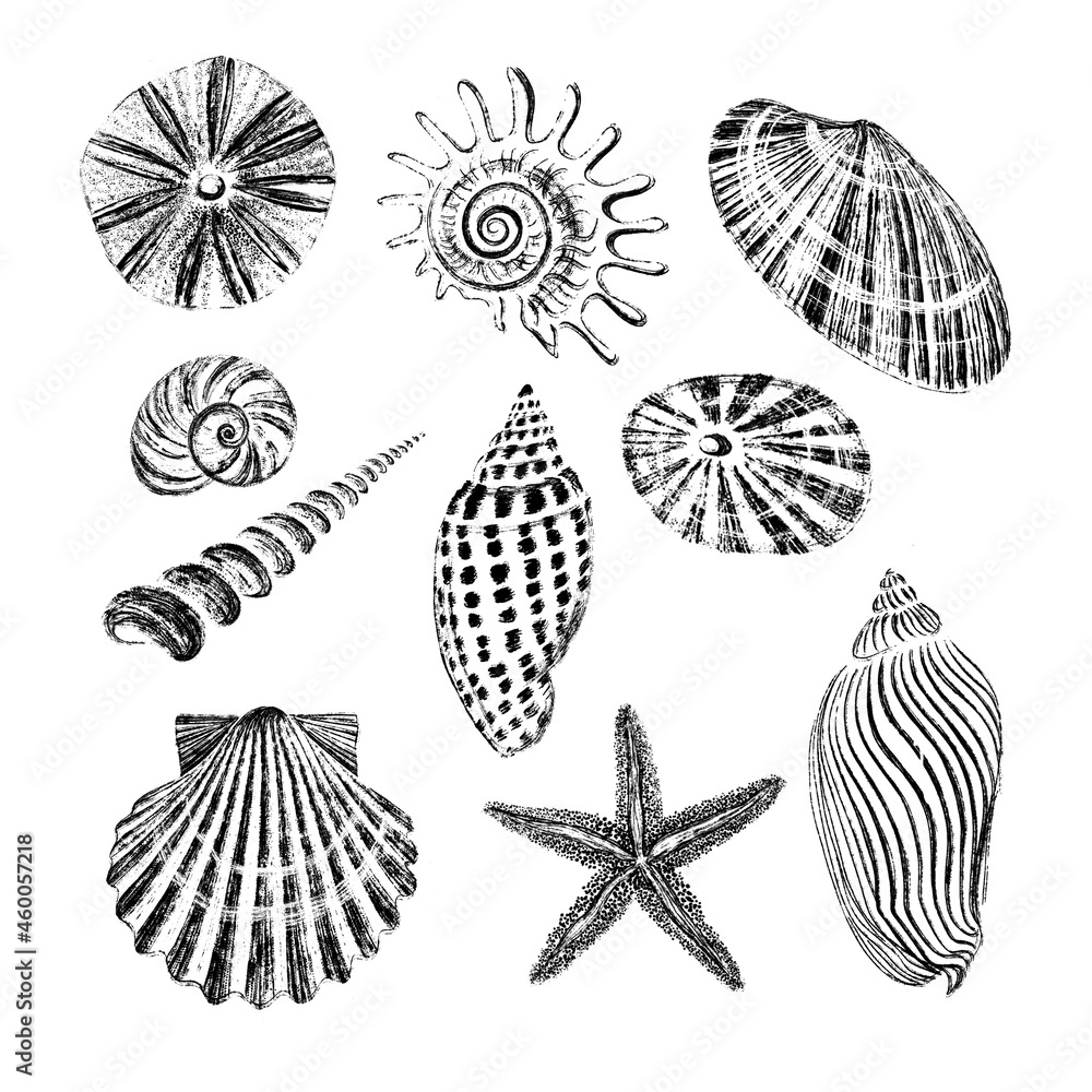 Set of seashells. Black ink brush texture. Set of seashells. Black ink brush texture.