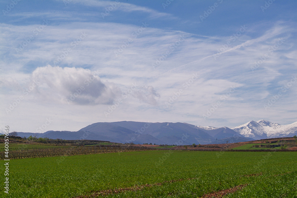 Obraz premium Paisaje de viñedos en invierno de La Rioja Alta.