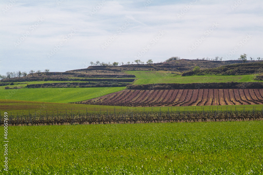 Paisaje de viñedos en invierno de La Rioja Alta.