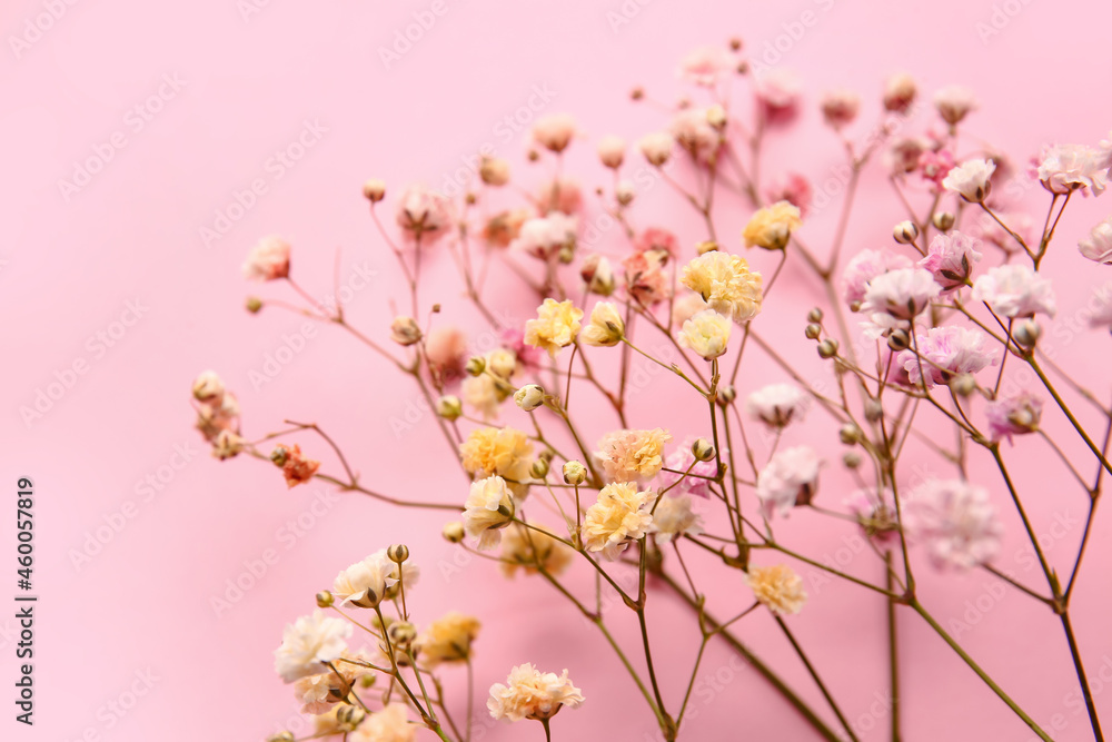 Beautiful colorful gypsophila flowers on color background, closeup