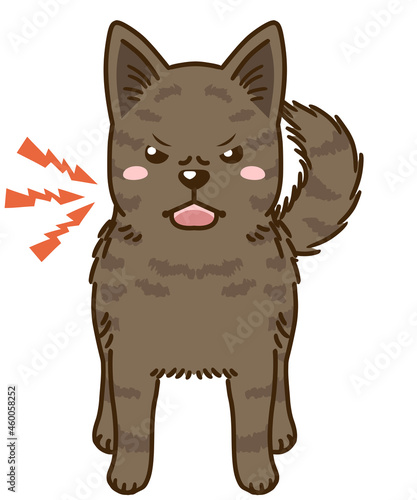 威嚇する甲斐犬（赤虎毛）