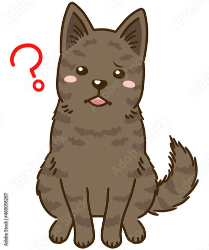 疑問に思う甲斐犬（赤虎毛）