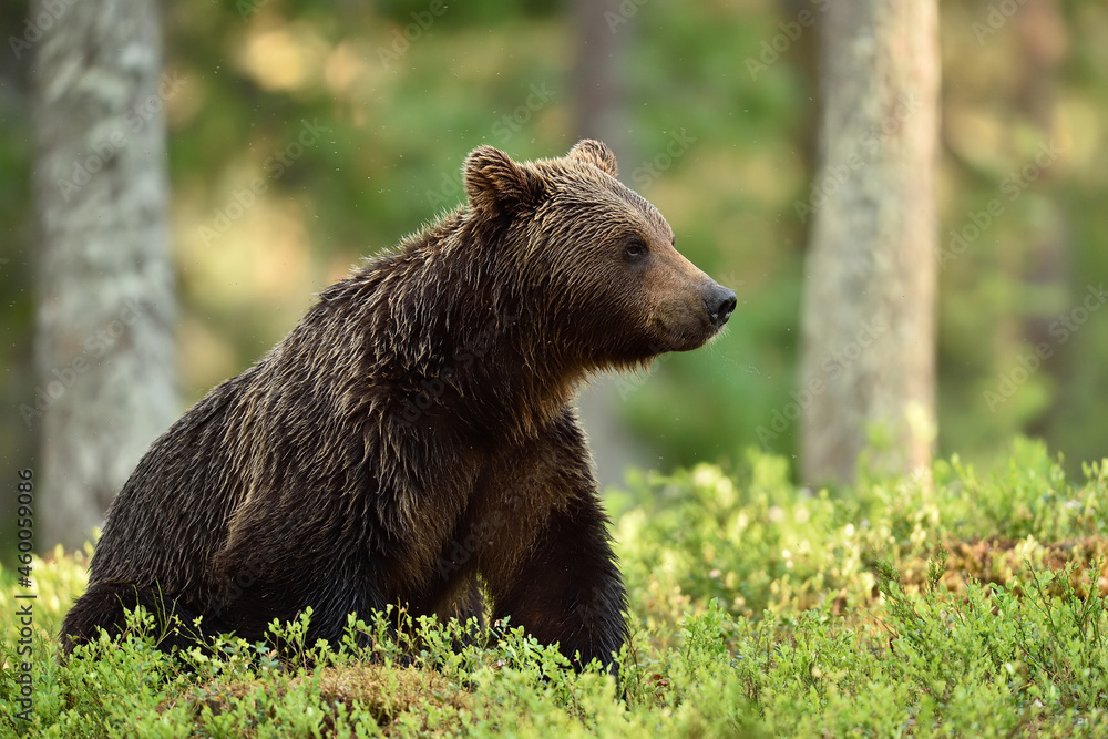 Brown bear in the forest scenery