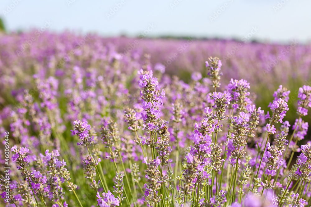 Obraz premium Beautiful lavender field on summer day, closeup