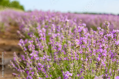 Beautiful lavender field on summer day  closeup