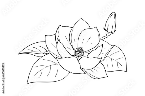 Lily lotus magnolia flower with bud, doodling hand contour drawing, isolated, on white background. Vector illustration