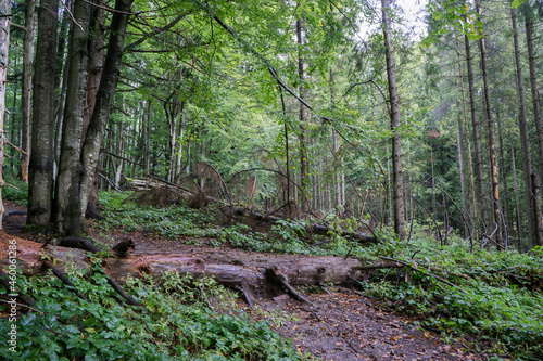 Forest landscape with a fallen old tree. Haze. Selective focus.