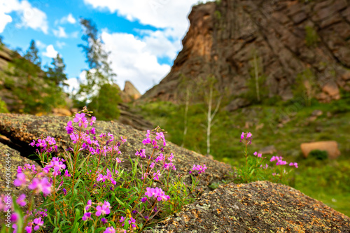 Beautiful nature spring flowers on the background of rocky mountains. Unusual landscape of nature. Trees and flowers among the rocks against the sky with clouds.