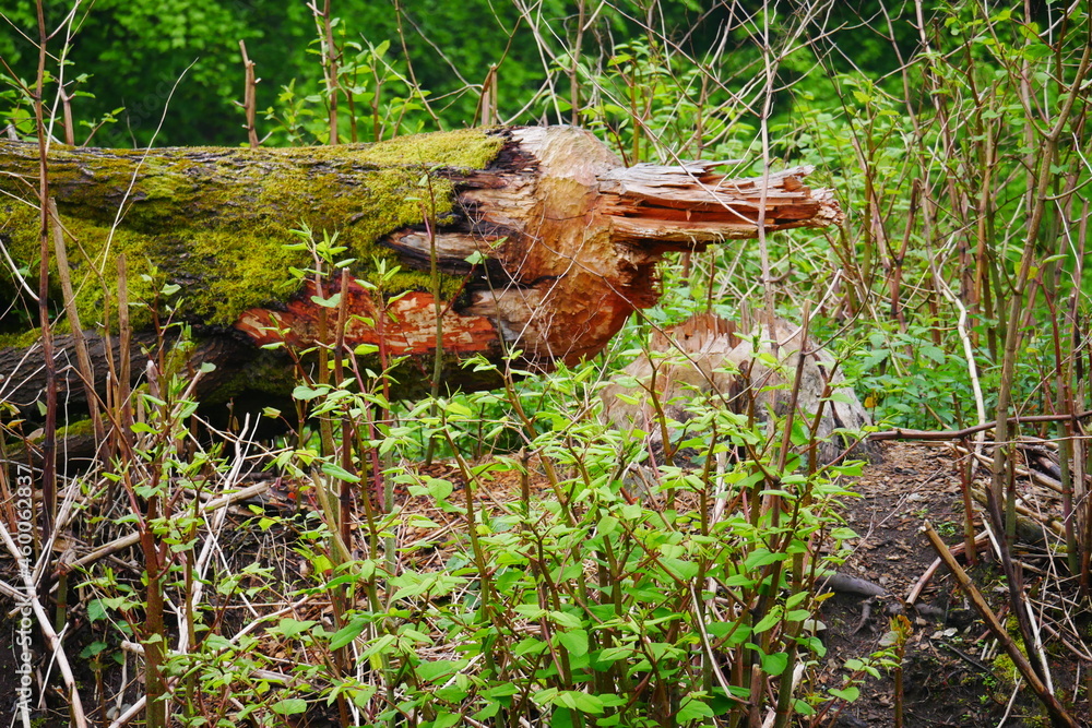 a tree gnawed by beavers and fallen over with bite marks from beaver teeth Castoridae a tree gnawed by beavers and fallen over with bite marks from beaver teeth Castoridae
