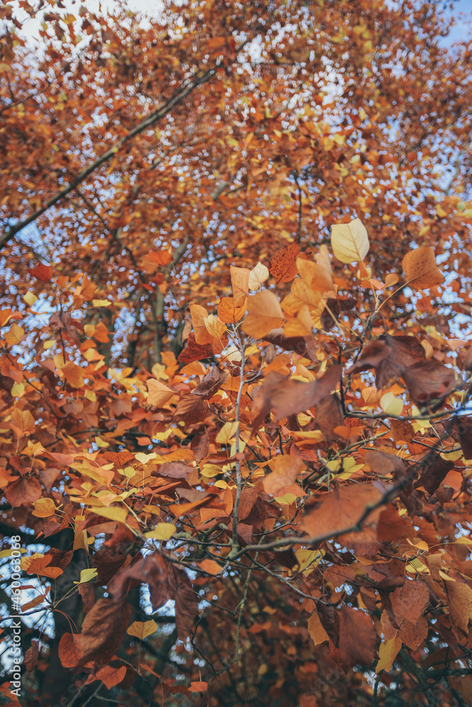 Autumn winter in Greenwich park, London, England Autumn winter in Greenwich park, London, England