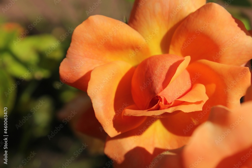 orange flower in the garden